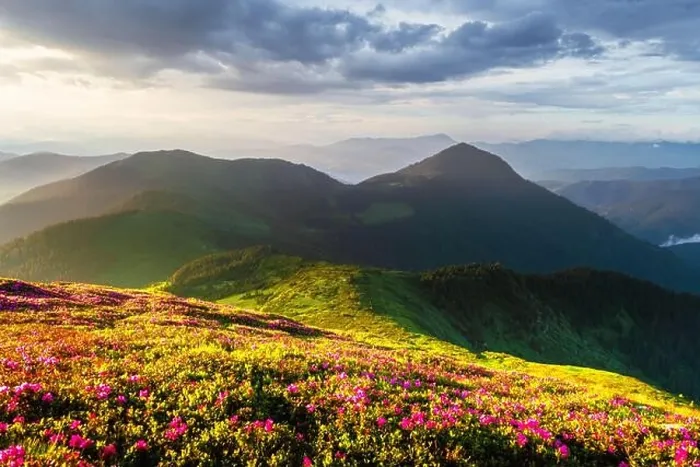 Framed Print : Incredible landscape with magic pink rhododendron flowers blooming in Carpathian mountains during sunrise Framed Print : Incredible landscape with magic pink rhododendron flowers blooming in Carpathian mountains during sunrise