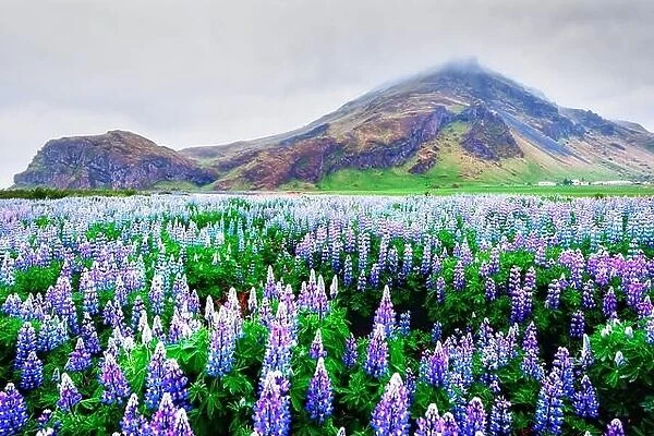 Incredible landscape with mountain and lupine flowers field, Iceland, Europe