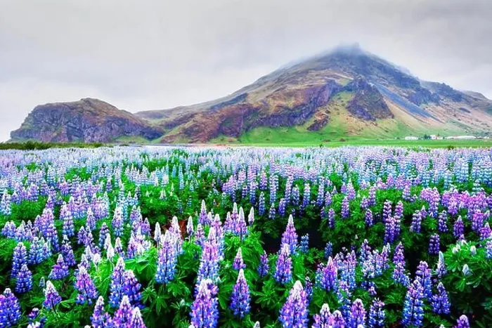 Framed Print : Incredible landscape with mountain and lupine flowers field, Iceland, Europe Framed Print : Incredible landscape with mountain and lupine flowers field, Iceland, Europe