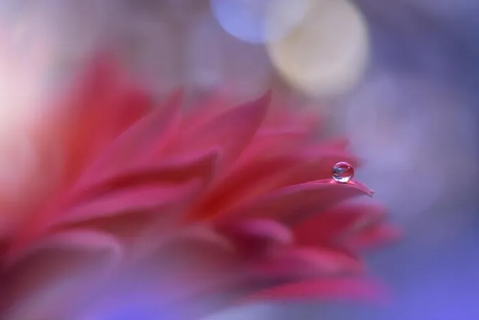 Framed Print : Incredibly beautiful Nature.Art photography.Fantasy design.Creative Background.Amazing Colorful Flowers.Web Banner.Relax.Conceptual abstract image Framed Print : Incredibly beautiful Nature.Art photography.Fantasy design.Creative Background.Amazing Colorful Flowers.Web Banner.Relax.Conceptual abstract image