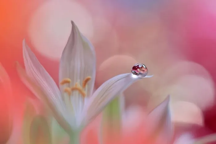 Framed Print : Incredibly beautiful Nature.Art photography.Fantasy design.Creative Background.Amazing Colorful Flowers.Web Banner.Relax.Conceptual abstract image Framed Print : Incredibly beautiful Nature.Art photography.Fantasy design.Creative Background.Amazing Colorful Flowers.Web Banner.Relax.Conceptual abstract image
