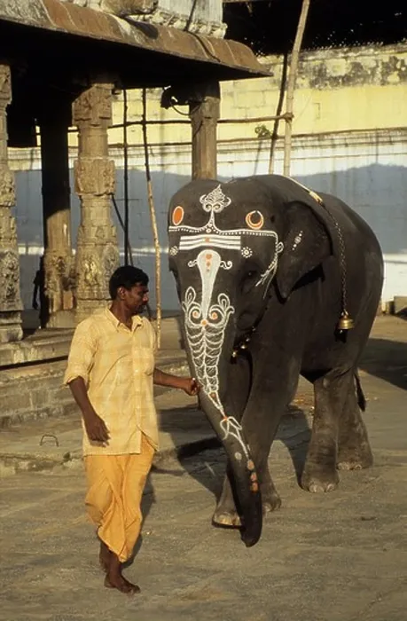 Framed Print : India, Tamil Nadu, Kanchipuram, Varadharaja Perumal temple elephant Framed Print : India, Tamil Nadu, Kanchipuram, Varadharaja Perumal temple elephant