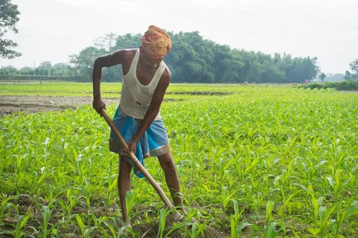 Framed Print : An Indian farmer working in his field. India Framed Print : An Indian farmer working in his field. India
