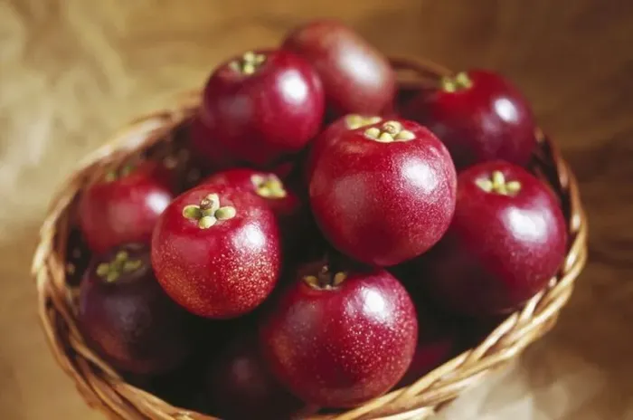 Framed Print : Indian kokum ; kokam fruit in cane basket ; garcinia indica ; india ; asia Framed Print : Indian kokum ; kokam fruit in cane basket ; garcinia indica ; india ; asia