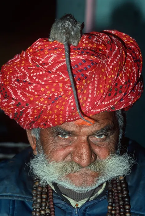 Framed Print : Indian Priest with a rat on his head at the Deshnoke Temple. Rajasthan, India Framed Print : Indian Priest with a rat on his head at the Deshnoke Temple. Rajasthan, India