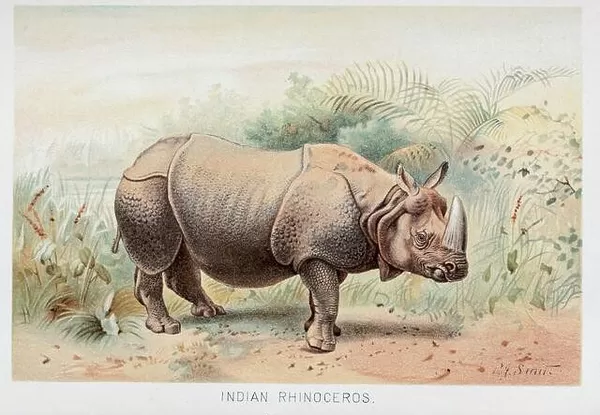 The Indian rhinoceros (Rhinoceros unicornis), also called the Indian rhino, greater one-horned rhinoceros or great Indian rhinoceros