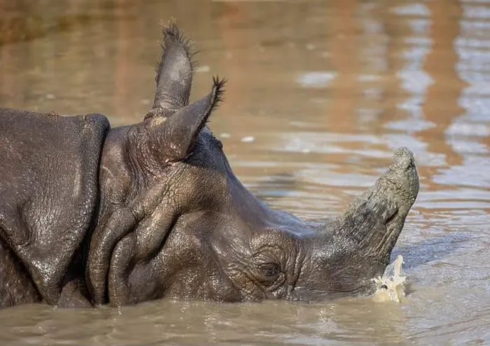 Framed Print : An Indian rhinoceros submerged blowing bubbles underwater