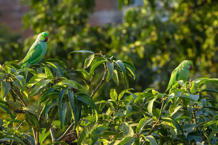 Framed Print : Indian Ringnecked Parakeet parrots on the tree Framed Print : Indian Ringnecked Parakeet parrots on the tree