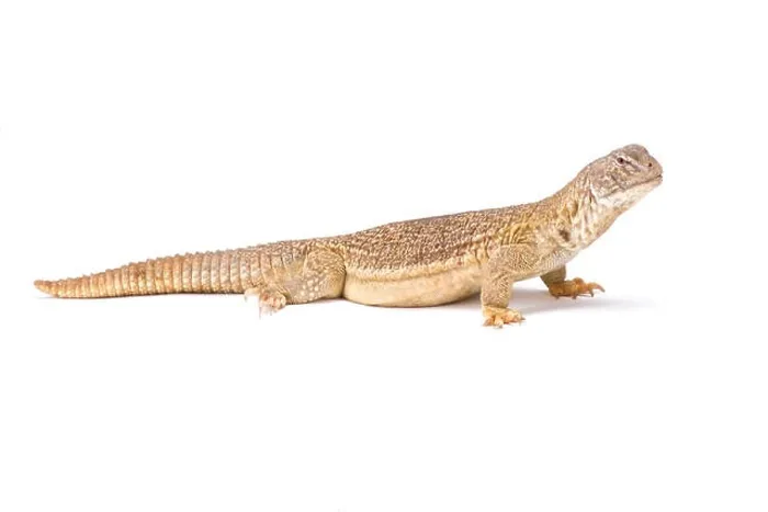 Framed Print : Indian spiny-tailed lizard (Saara hardwickii) Framed Print : Indian spiny-tailed lizard (Saara hardwickii)