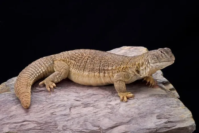 Framed Print : Indian spiny-tailed lizard (Saara hardwickii) Framed Print : Indian spiny-tailed lizard (Saara hardwickii)
