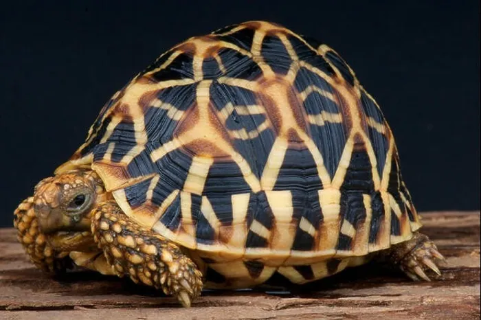 Framed Print : Indian star tortoise / Geochelone elegans Framed Print : Indian star tortoise / Geochelone elegans