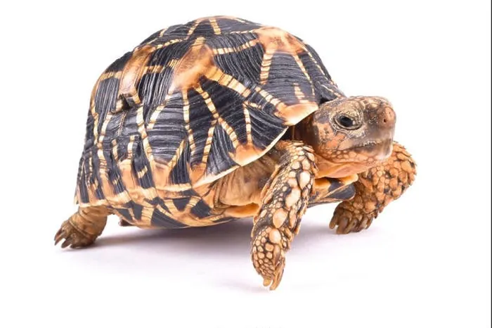 Framed Print : Indian star tortoise, Geochelone elegans Framed Print : Indian star tortoise, Geochelone elegans