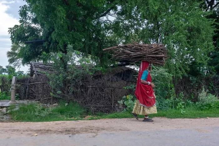 Framed Print : Indian woman carrying on her head wood logs, Rajasthan, India Framed Print : Indian woman carrying on her head wood logs, Rajasthan, India