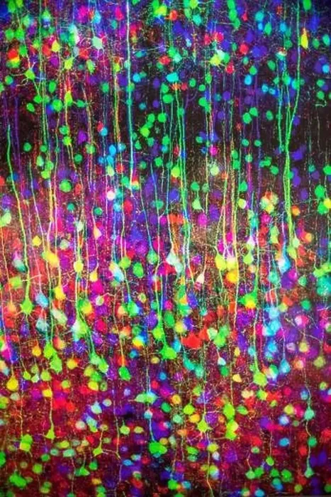 Framed Print : Individual Neurons in the technique brainbow Framed Print : Individual Neurons in the technique brainbow