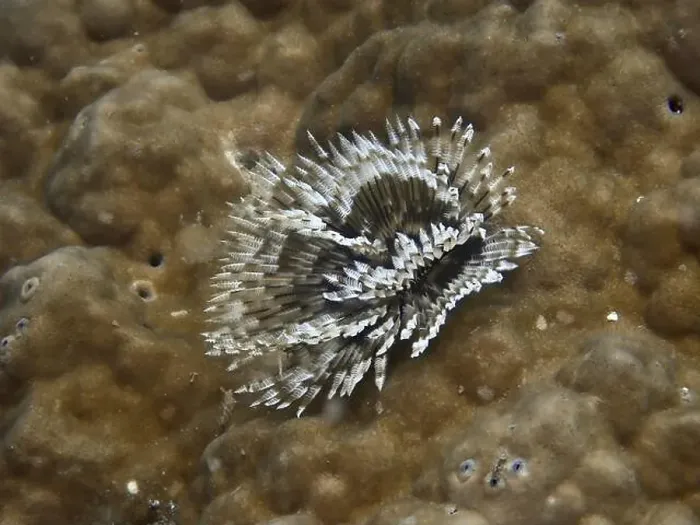 Framed Print : Indo-Pacific tubeworm (Sabellastarte spectabilis) on a stony coral, dive site Prapat, Penyapangan, Bali, Indonesia, Asia Framed Print : Indo-Pacific tubeworm (Sabellastarte spectabilis) on a stony coral, dive site Prapat, Penyapangan, Bali, Indonesia, Asia