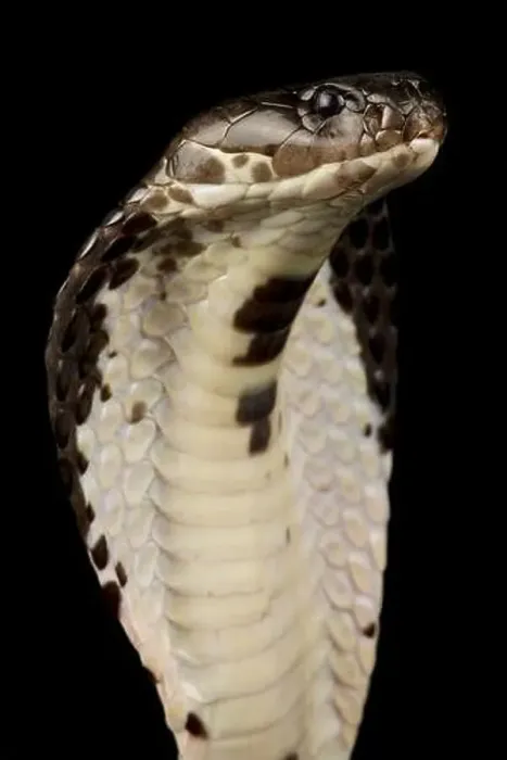 Framed Print : Indochinese spitting cobra (Naja siamensis) Framed Print : Indochinese spitting cobra (Naja siamensis)