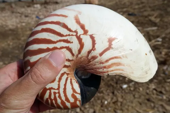 Framed Print : Indonesia Alor - giant tiger nautilus shell in hand Framed Print : Indonesia Alor - giant tiger nautilus shell in hand
