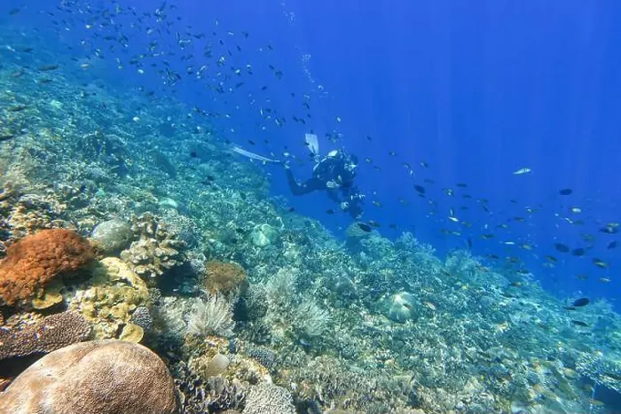 Framed Print : Indonesia Alor Island - Marine life Coral reef with tropical fish