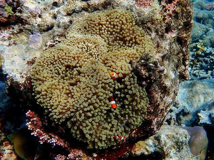 Framed Print : Indonesia Anambas Islands - Clownfish and Sea Anemone - Amphiprioninae Framed Print : Indonesia Anambas Islands - Clownfish and Sea Anemone - Amphiprioninae