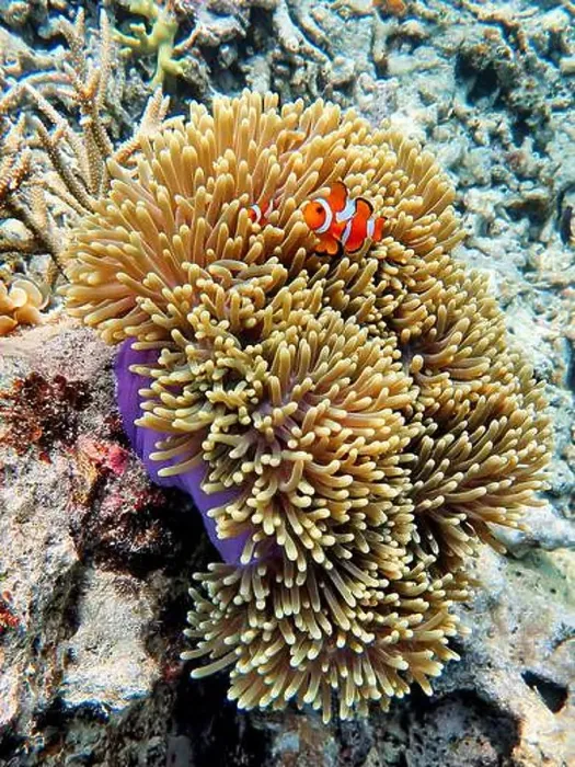 Framed Print : Indonesia Anambas Islands - Clownfish and Sea Anemone - Amphiprioninae Framed Print : Indonesia Anambas Islands - Clownfish and Sea Anemone - Amphiprioninae