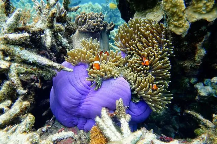 Framed Print : Indonesia Anambas Islands - Clownfish and Sea Anemone - Amphiprioninae Framed Print : Indonesia Anambas Islands - Clownfish and Sea Anemone - Amphiprioninae