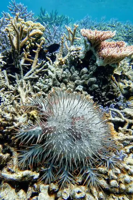 Framed Print : Indonesia Anambas Islands - Crown-of-thorns starfish Framed Print : Indonesia Anambas Islands - Crown-of-thorns starfish