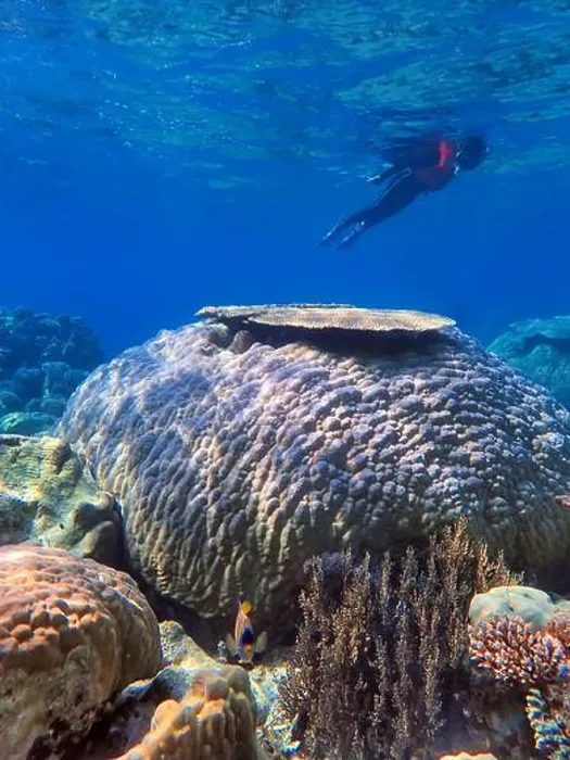 Framed Print : Indonesia Anambas Islands - Woman snorkeling in coral reef Framed Print : Indonesia Anambas Islands - Woman snorkeling in coral reef