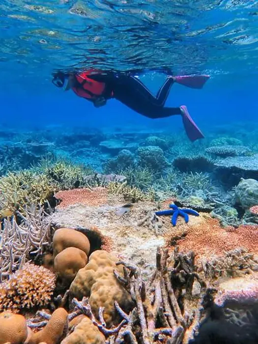 Framed Print : Indonesia Anambas Islands - Woman snorkeling in coral reef Framed Print : Indonesia Anambas Islands - Woman snorkeling in coral reef