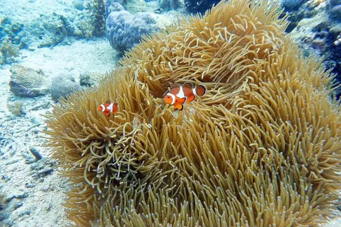 Framed Print : Indonesia Bangka - Clownfish and Sea Anemone - Amphiprioninae Framed Print : Indonesia Bangka - Clownfish and Sea Anemone - Amphiprioninae