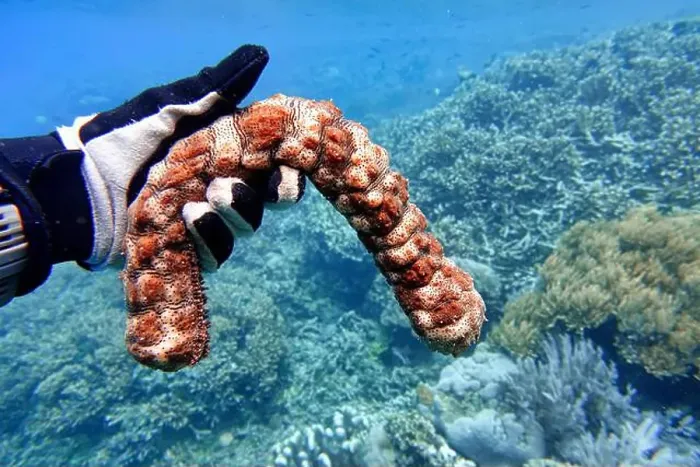 Framed Print : Indonesia Bunaken - Marine life Coral reef with Sea cucumber Framed Print : Indonesia Bunaken - Marine life Coral reef with Sea cucumber