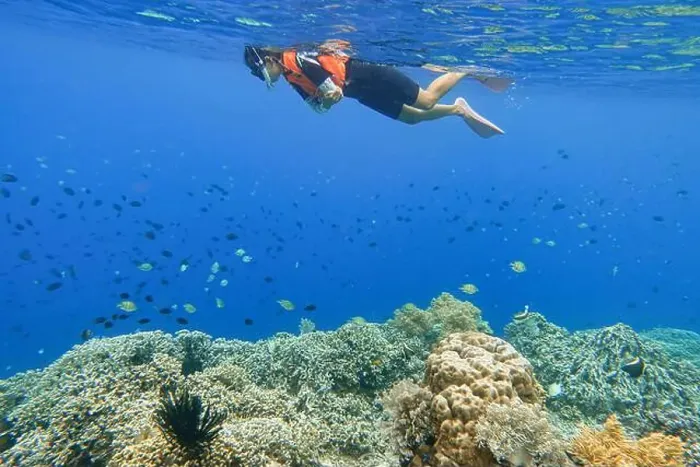 Framed Print : Indonesia Bunaken - Marine life Coral reef - snorkeling Framed Print : Indonesia Bunaken - Marine life Coral reef - snorkeling
