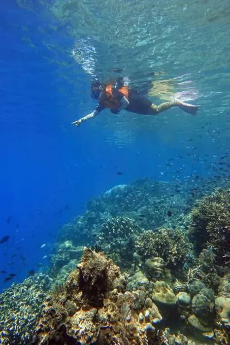 Framed Print : Indonesia Bunaken - Marine life in Coral reef - snorkeling Framed Print : Indonesia Bunaken - Marine life in Coral reef - snorkeling