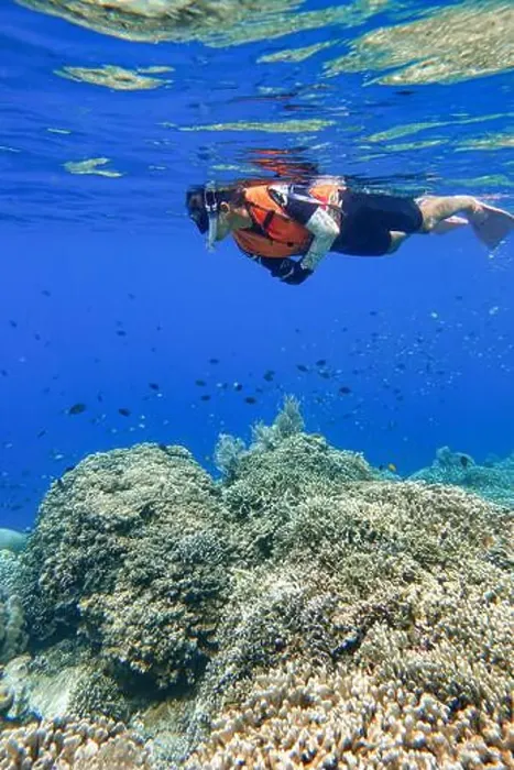 Framed Print : Indonesia Bunaken - Marine life Coral reef - snorkeling Framed Print : Indonesia Bunaken - Marine life Coral reef - snorkeling