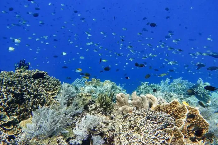 Framed Print : Indonesia Bunaken - Marine life Coral reef with tropical fish Framed Print : Indonesia Bunaken - Marine life Coral reef with tropical fish