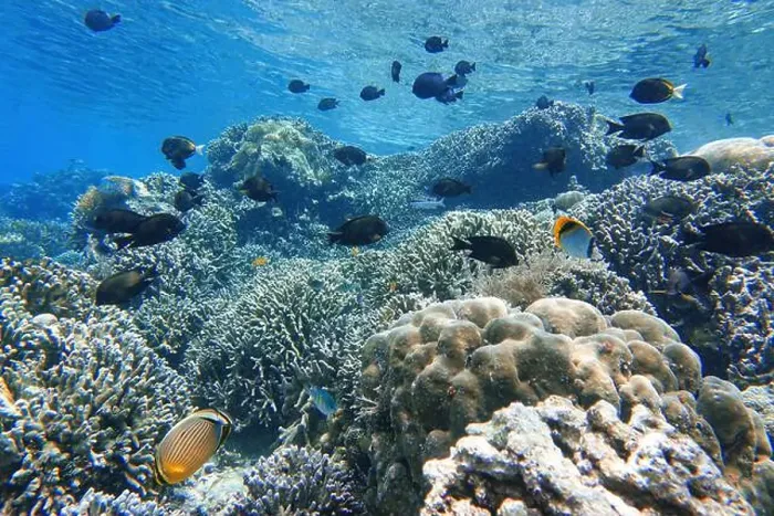 Framed Print : Indonesia Bunaken - Marine life Coral reef with tropical fish Framed Print : Indonesia Bunaken - Marine life Coral reef with tropical fish