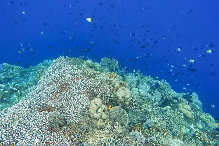 Framed Print : Indonesia Bunaken - Marine life Coral reef with tropical fish Framed Print : Indonesia Bunaken - Marine life Coral reef with tropical fish