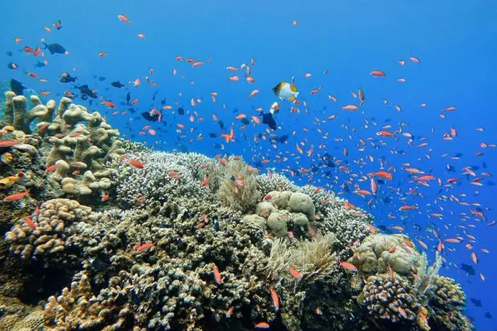 Framed Print : Indonesia Bunaken - Marine life Coral reef with tropical fish Framed Print : Indonesia Bunaken - Marine life Coral reef with tropical fish