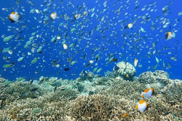 Framed Print : Indonesia Bunaken - Marine life Coral reef with tropical fish Framed Print : Indonesia Bunaken - Marine life Coral reef with tropical fish