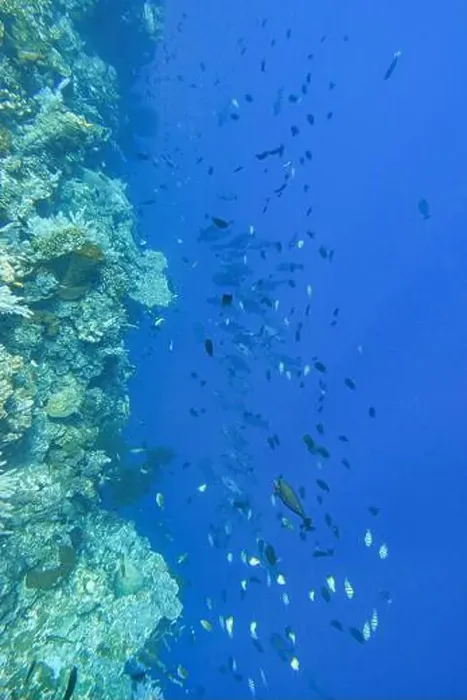 Framed Print : Indonesia Bunaken - Marine life Coral reef with tropical fish Framed Print : Indonesia Bunaken - Marine life Coral reef with tropical fish