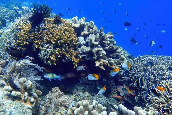 Framed Print : Indonesia Bunaken - Marine life Coral reef with tropical fish Framed Print : Indonesia Bunaken - Marine life Coral reef with tropical fish