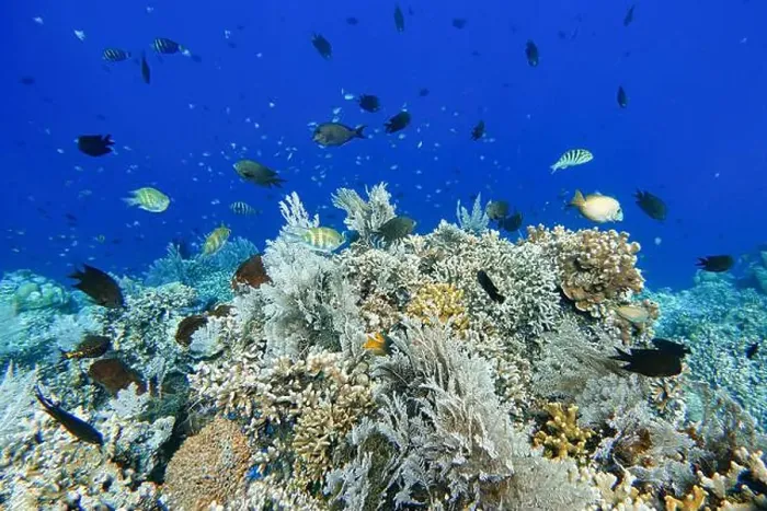 Framed Print : Indonesia Bunaken - Marine life Coral reef with tropical fish Framed Print : Indonesia Bunaken - Marine life Coral reef with tropical fish