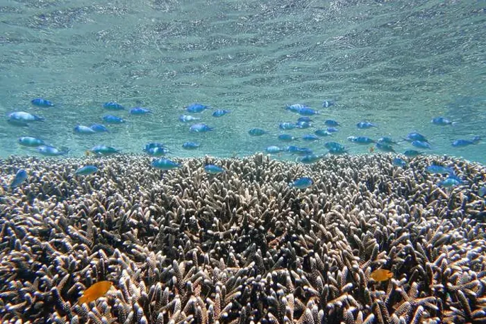 Framed Print : Indonesia Bunaken - Marine life Coral reef with tropical fish Framed Print : Indonesia Bunaken - Marine life Coral reef with tropical fish