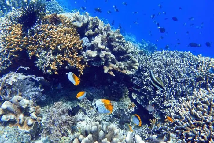 Framed Print : Indonesia Bunaken - Marine life Coral reef with tropical fish Framed Print : Indonesia Bunaken - Marine life Coral reef with tropical fish