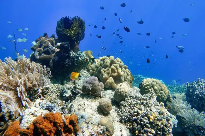 Framed Print : Indonesia Bunaken - Marine life Coral reef with tropical fish Framed Print : Indonesia Bunaken - Marine life Coral reef with tropical fish