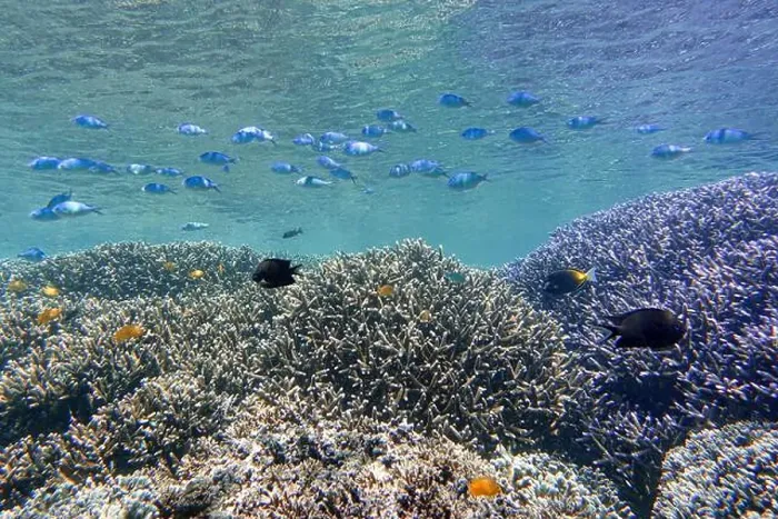 Framed Print : Indonesia Bunaken - Marine life Coral reef with tropical fish Framed Print : Indonesia Bunaken - Marine life Coral reef with tropical fish