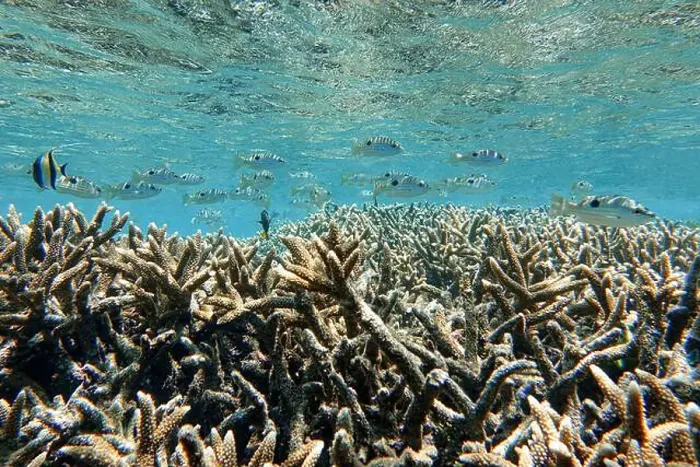 Framed Print : Indonesia Bunaken - Marine life Coral reef with tropical fish Framed Print : Indonesia Bunaken - Marine life Coral reef with tropical fish