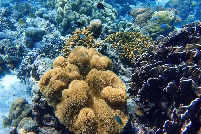 Framed Print : Indonesia Bunaken - Marine life Coral reef with tropical fish Framed Print : Indonesia Bunaken - Marine life Coral reef with tropical fish