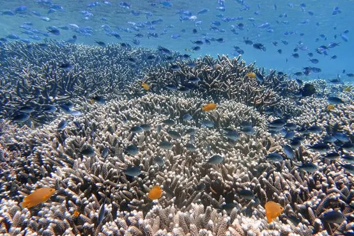 Framed Print : Indonesia Bunaken - Marine life Coral reef with tropical fish Framed Print : Indonesia Bunaken - Marine life Coral reef with tropical fish
