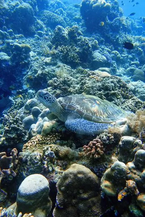 Framed Print : Indonesia Bunaken - Marine life Coral reef with tropical fish and sea turtle Framed Print : Indonesia Bunaken - Marine life Coral reef with tropical fish and sea turtle