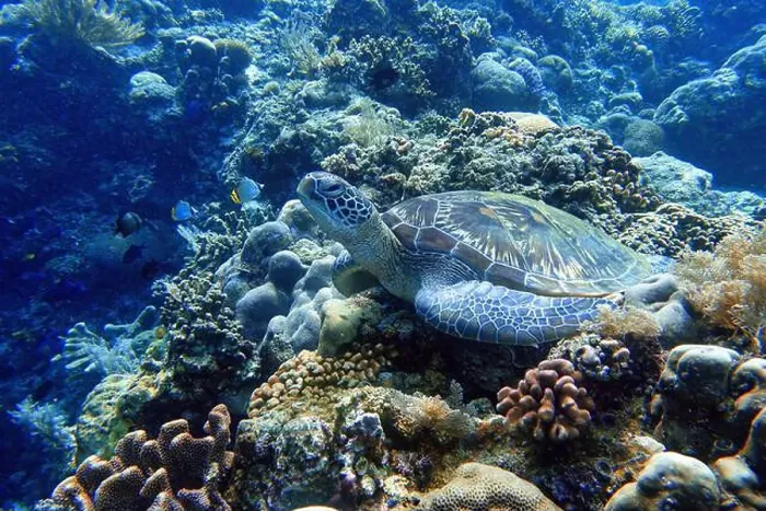 Framed Print : Indonesia Bunaken - Marine life Coral reef with tropical fish and sea turtle Framed Print : Indonesia Bunaken - Marine life Coral reef with tropical fish and sea turtle